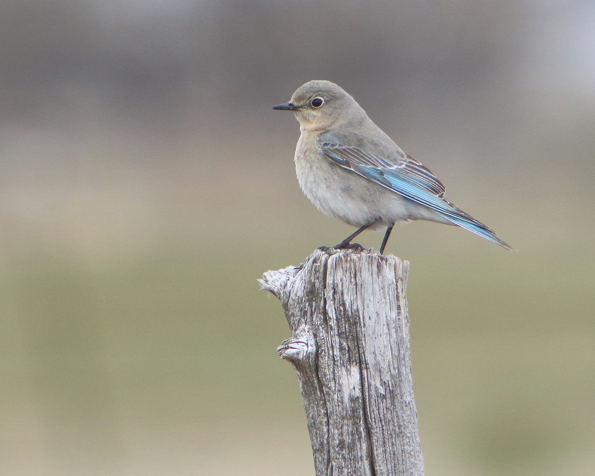 Mountain Bluebird - ML437497181