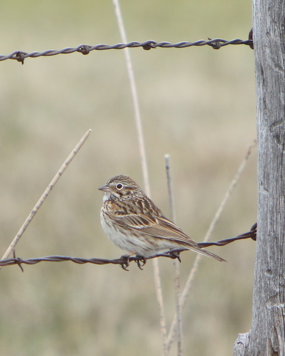 Vesper Sparrow - ML437497251