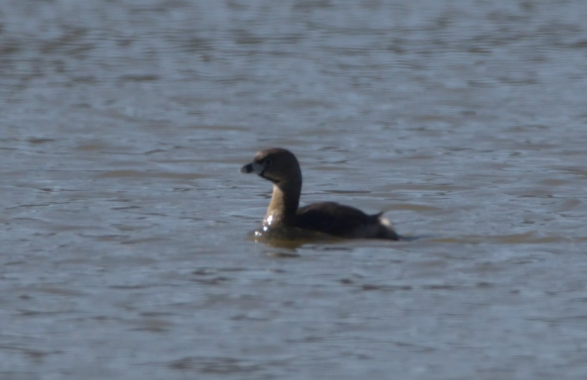 Pied-billed Grebe - ML437497321