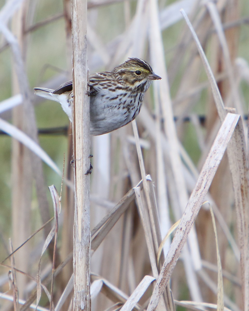 Savannah Sparrow - ML437497511