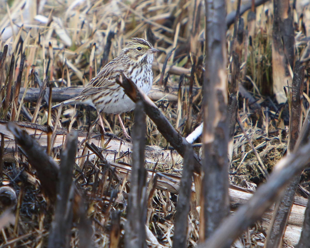 Savannah Sparrow - ML437497531