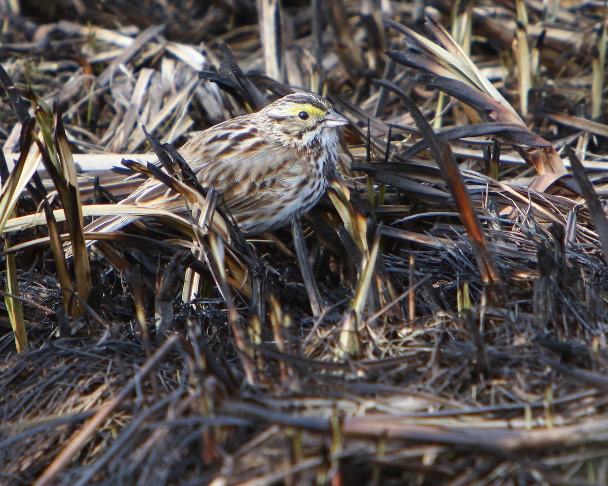 Savannah Sparrow - ML437497591