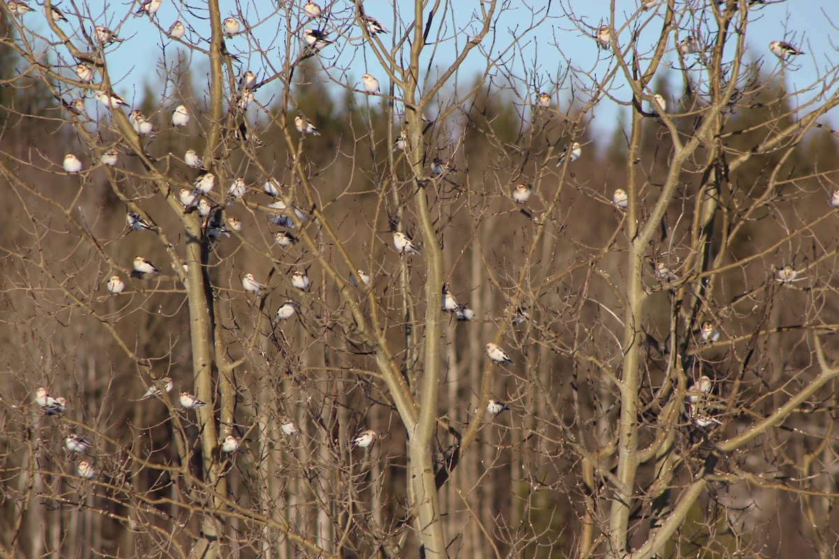 Snow Bunting - ML43749771