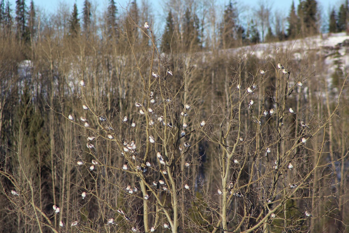 Snow Bunting - ML43749801