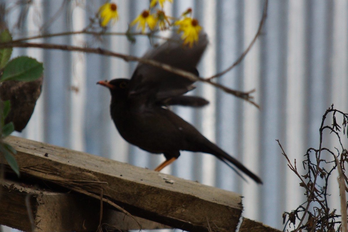 Great Thrush - Robin Oxley 🦉