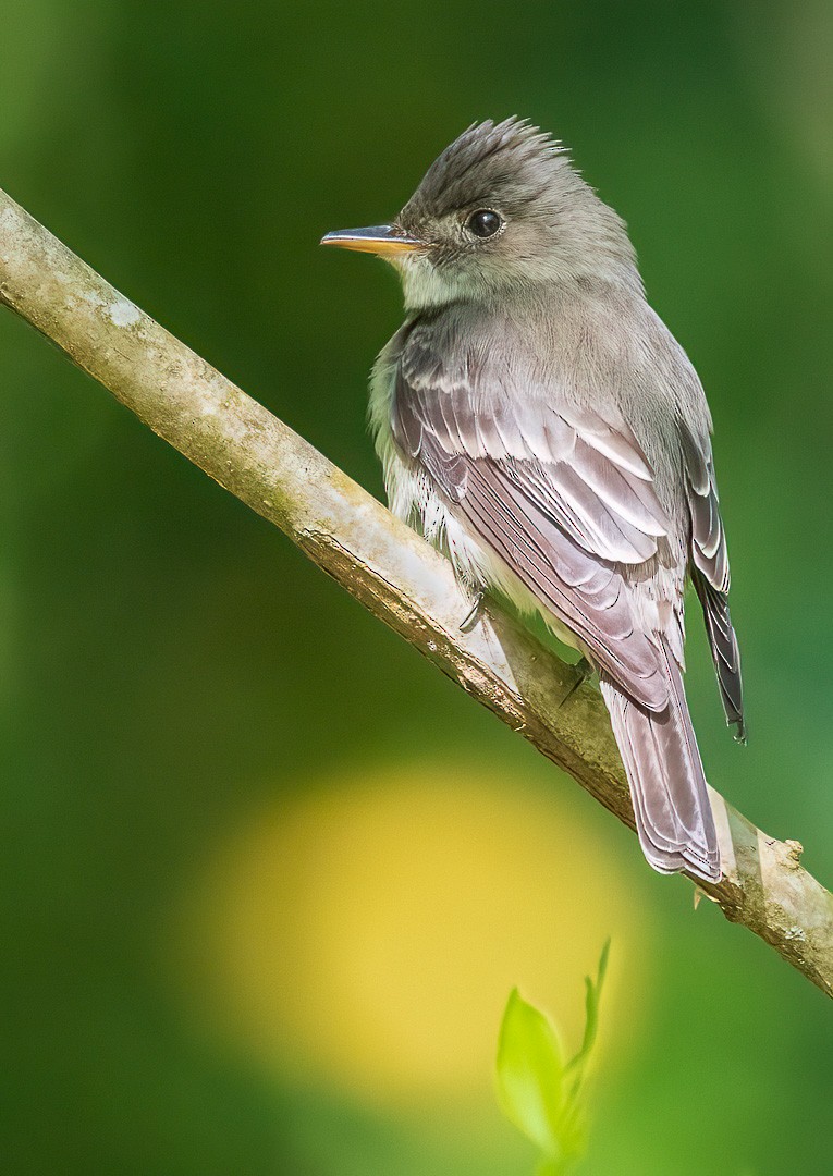 Eastern Wood-Pewee - ML437498901