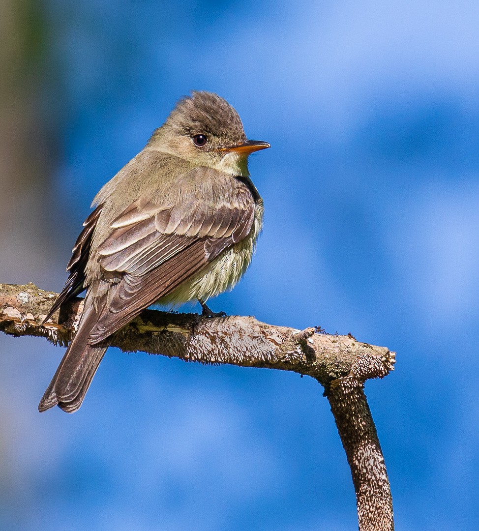 Eastern Wood-Pewee - Todd Fibus