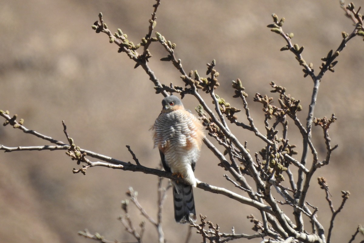 Eurasian Sparrowhawk - ML437499601