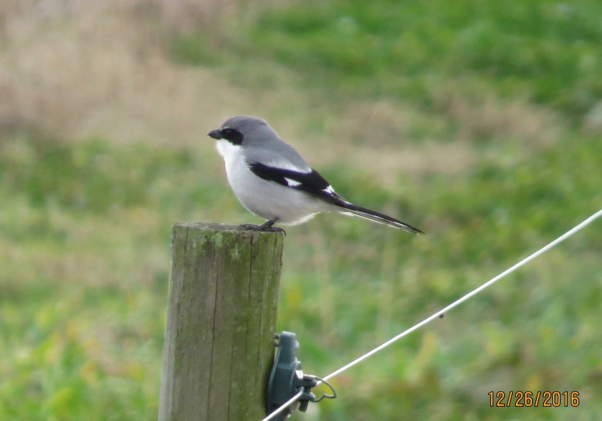 Loggerhead Shrike - ML43750071