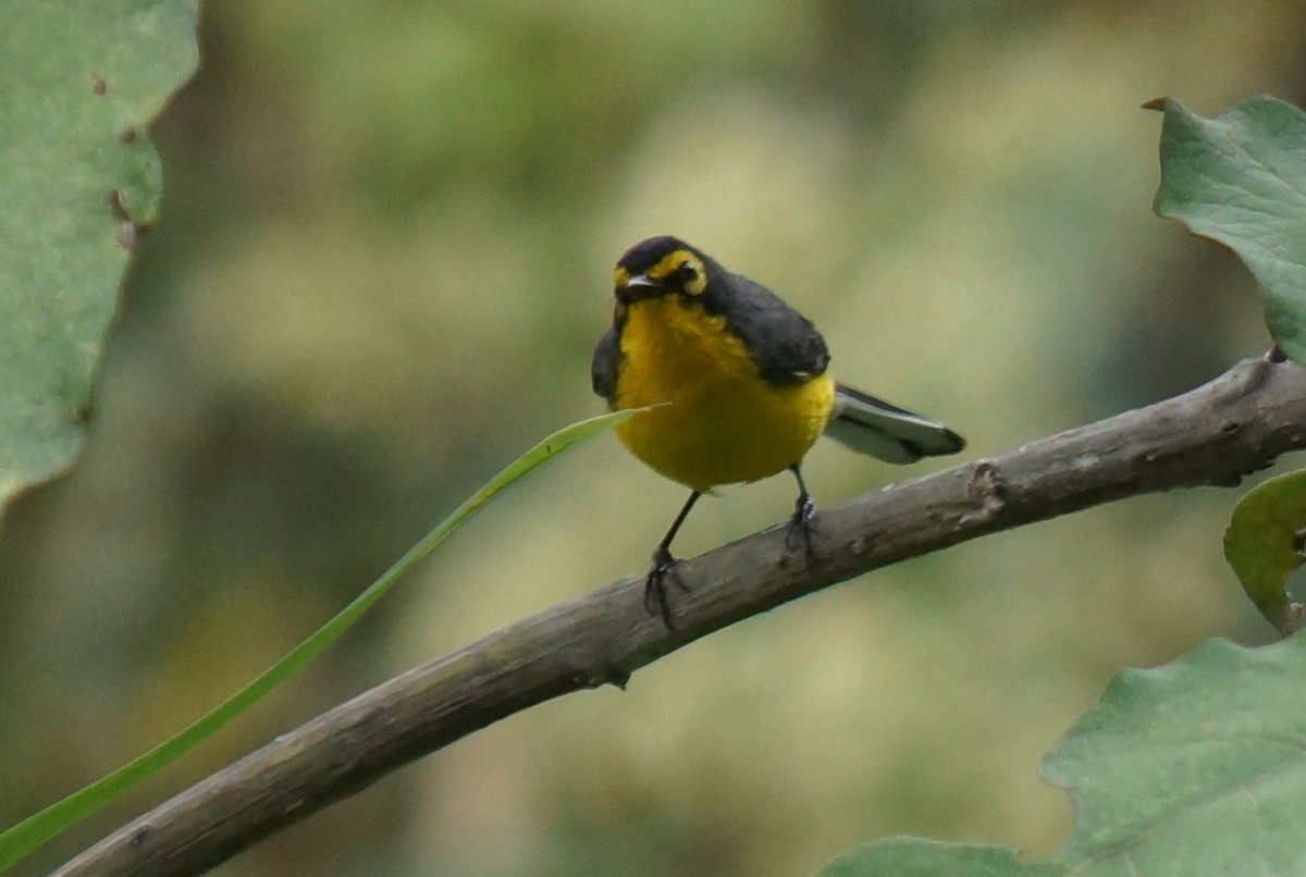 Spectacled Redstart - ML43750161