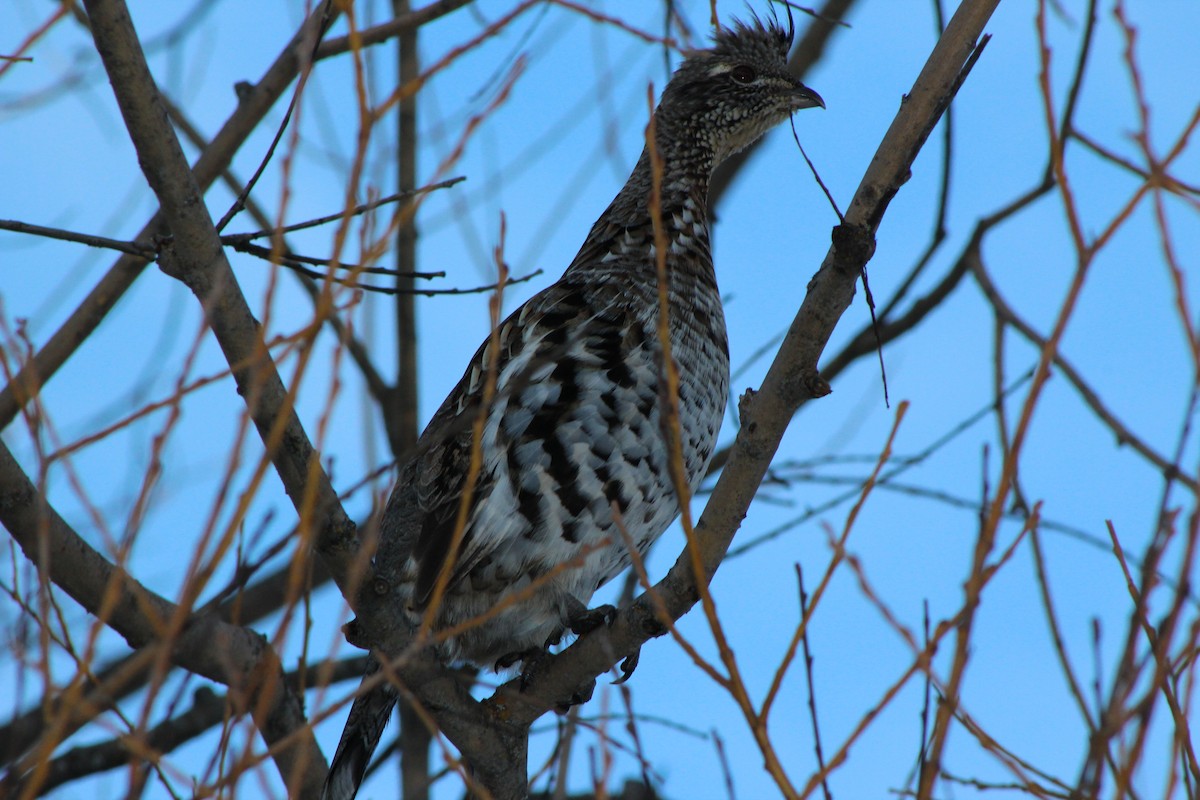 Ruffed Grouse - ML43750241