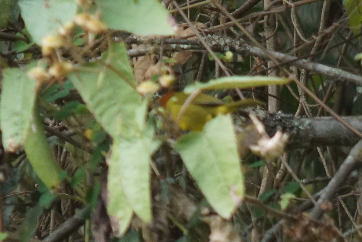 Rust-and-yellow Tanager - Robin Oxley 🦉