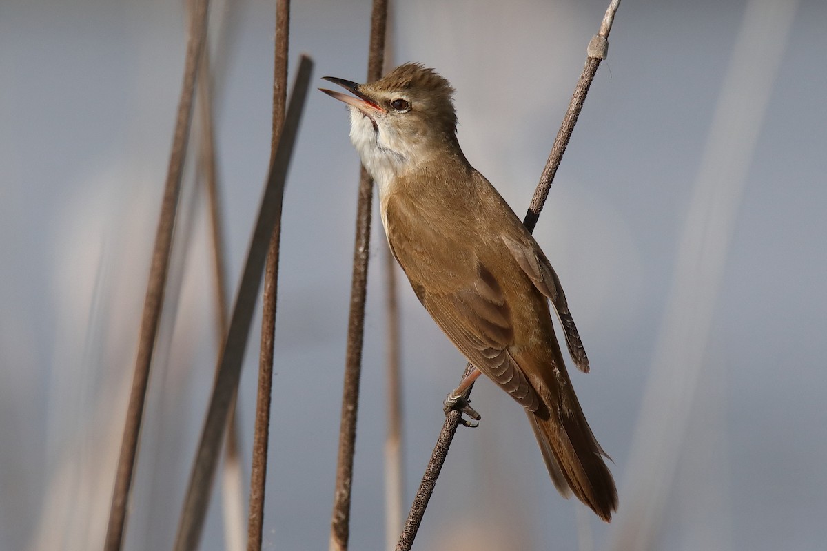 Great Reed Warbler - ML437503311