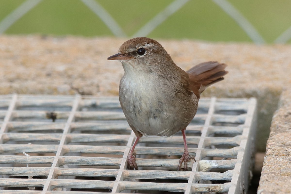 Cetti's Warbler - ML437503601