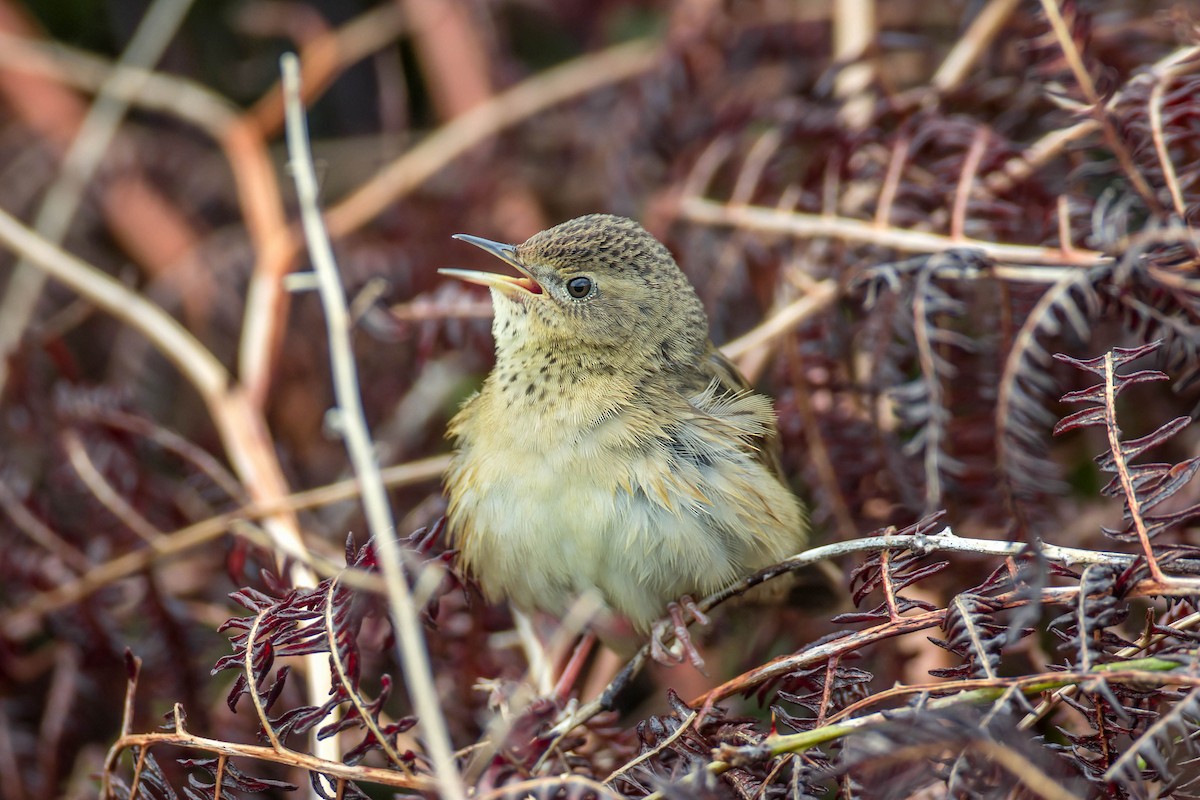 Common Grasshopper Warbler - ML437504041