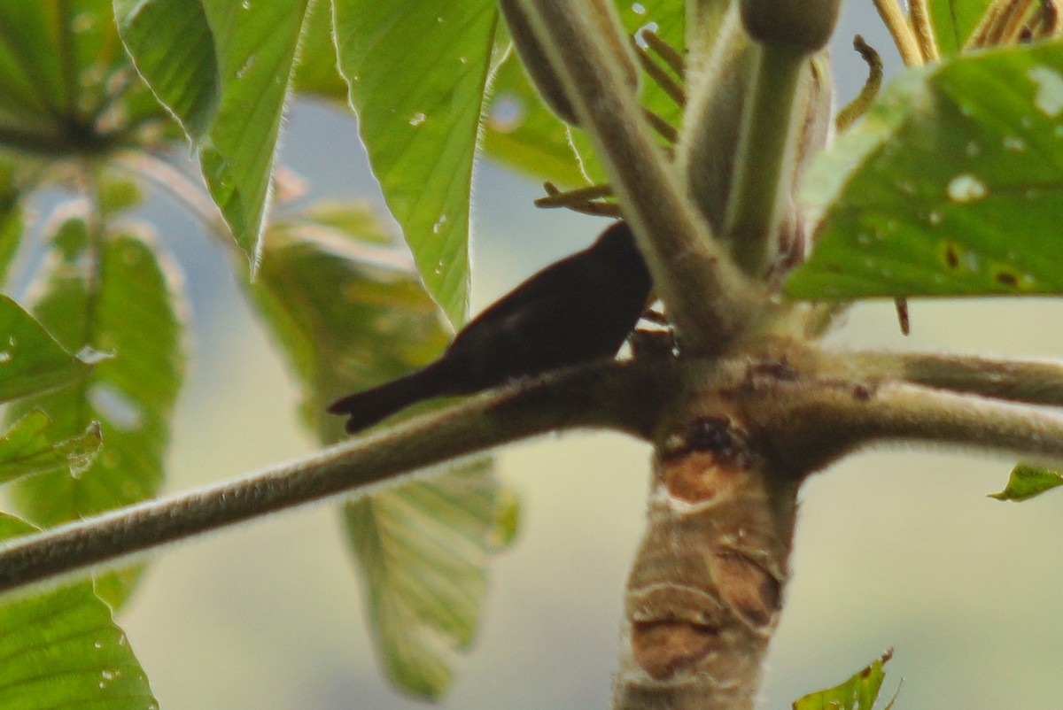 Capped Conebill - Robin Oxley 🦉