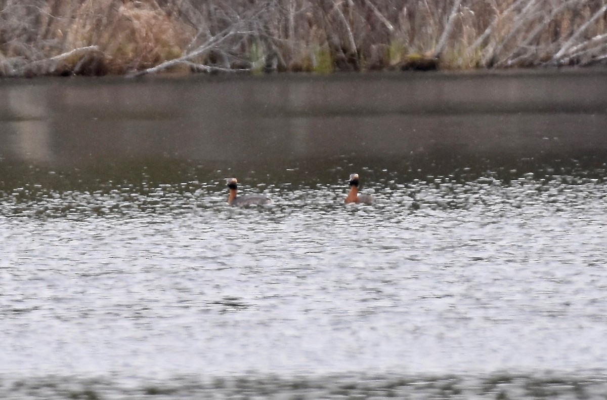 Horned Grebe - ML437504441