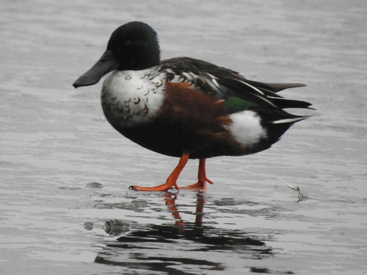 Northern Shoveler - ML43750461