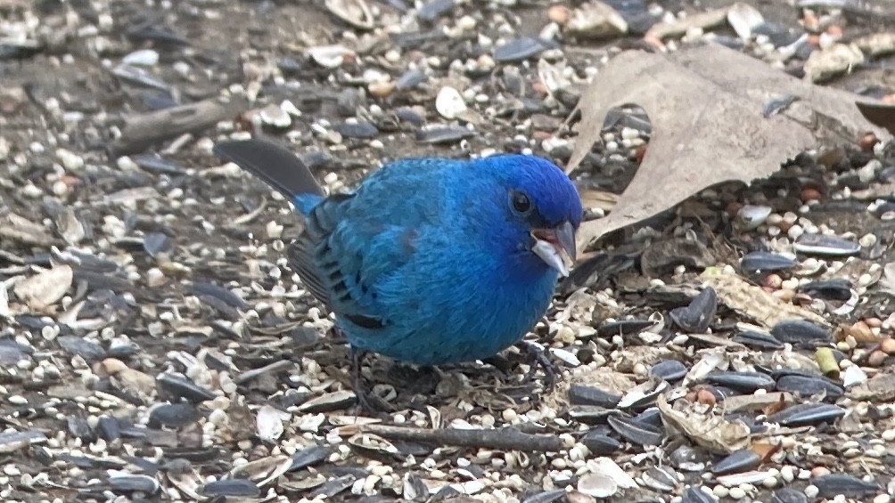 Indigo Bunting - ML437505311