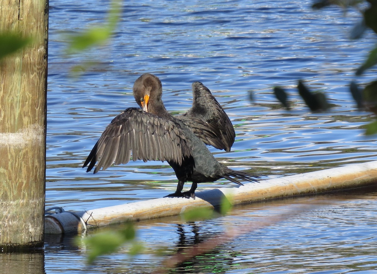 Double-crested Cormorant - ML43750601