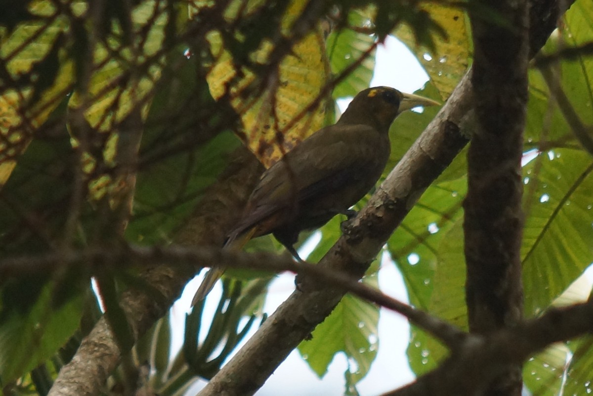 Dusky-green Oropendola - Robin Oxley 🦉