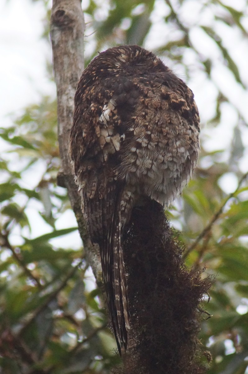 Andean Potoo - Robin Oxley 🦉