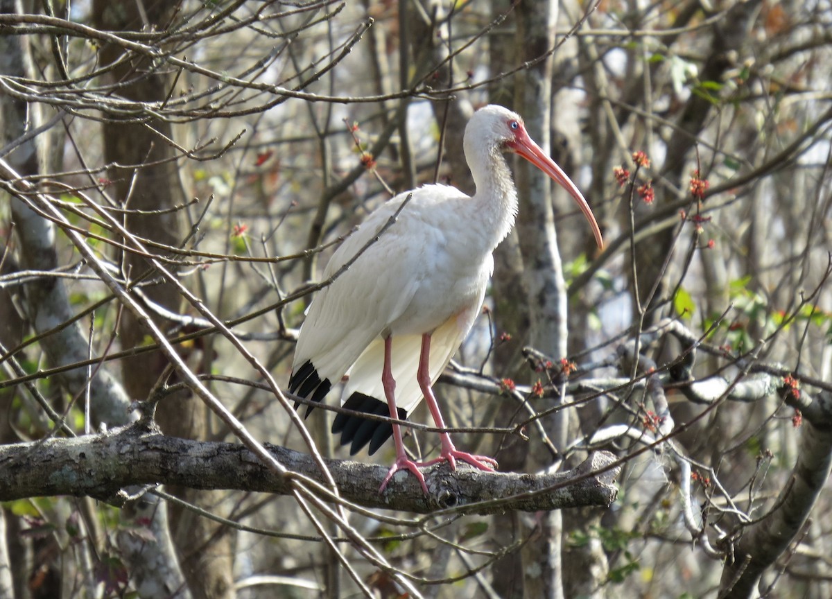 Ibis blanc - ML43750721