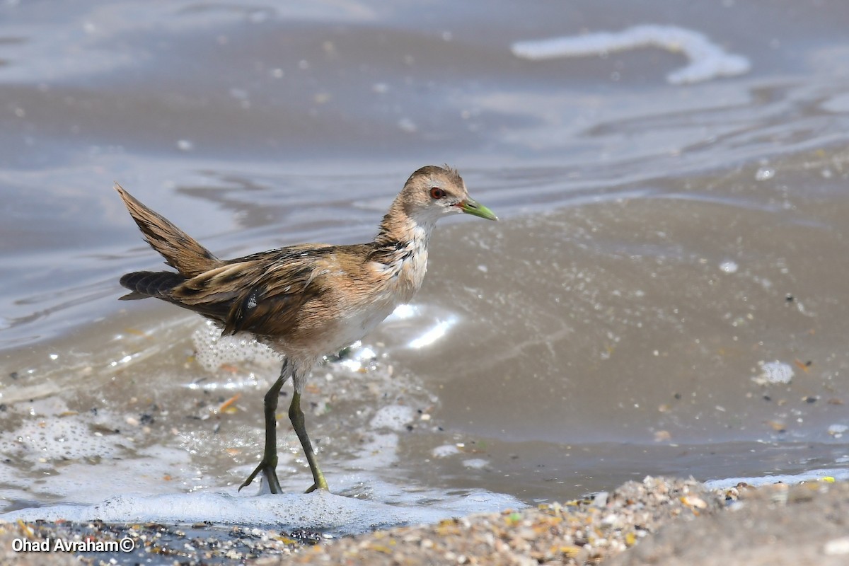 Little Crake - ML437507691