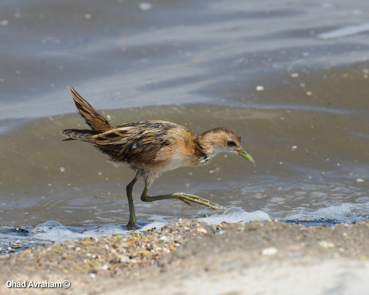 Little Crake - ML437507711