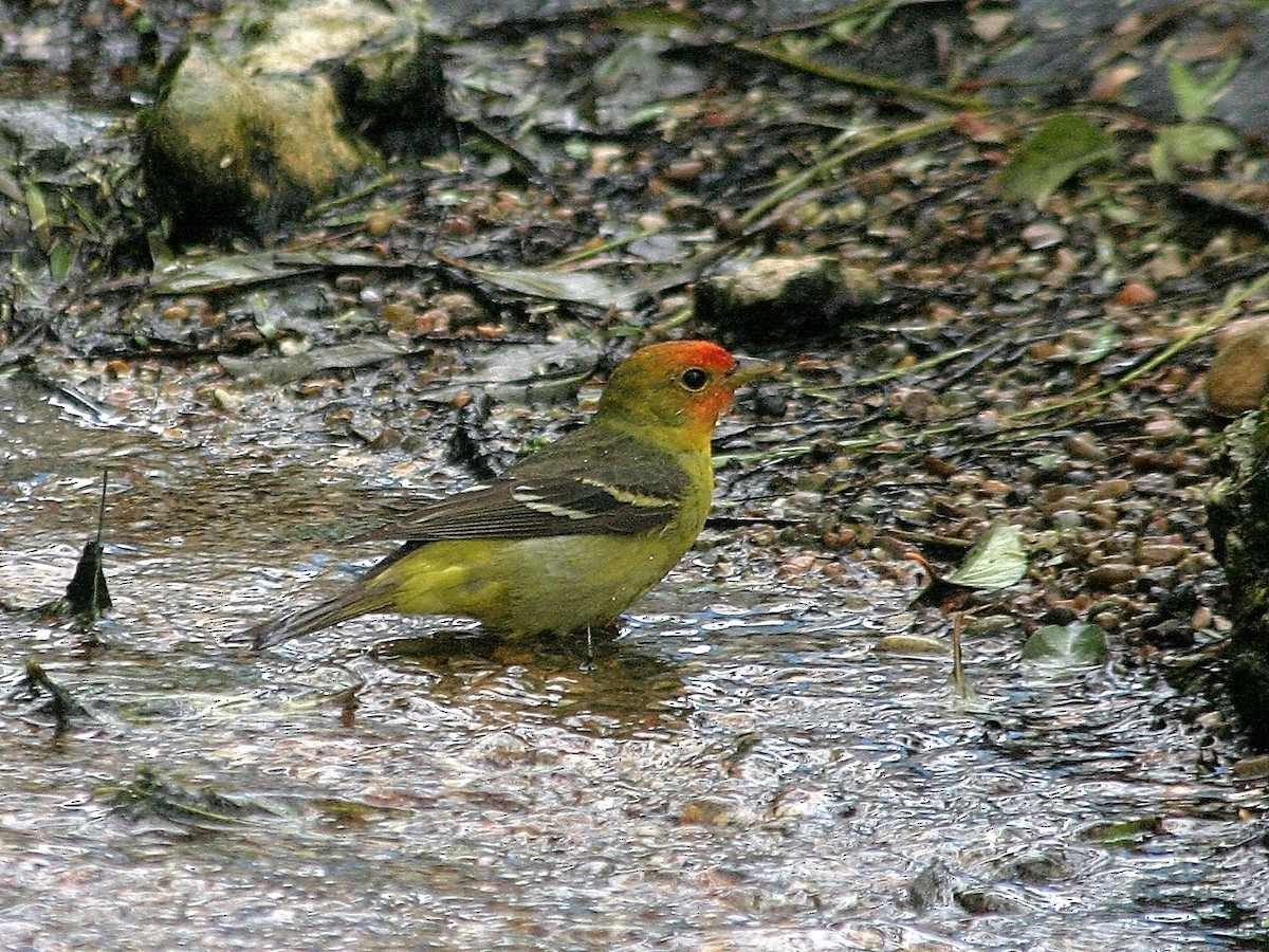 Western Tanager - ML43750831