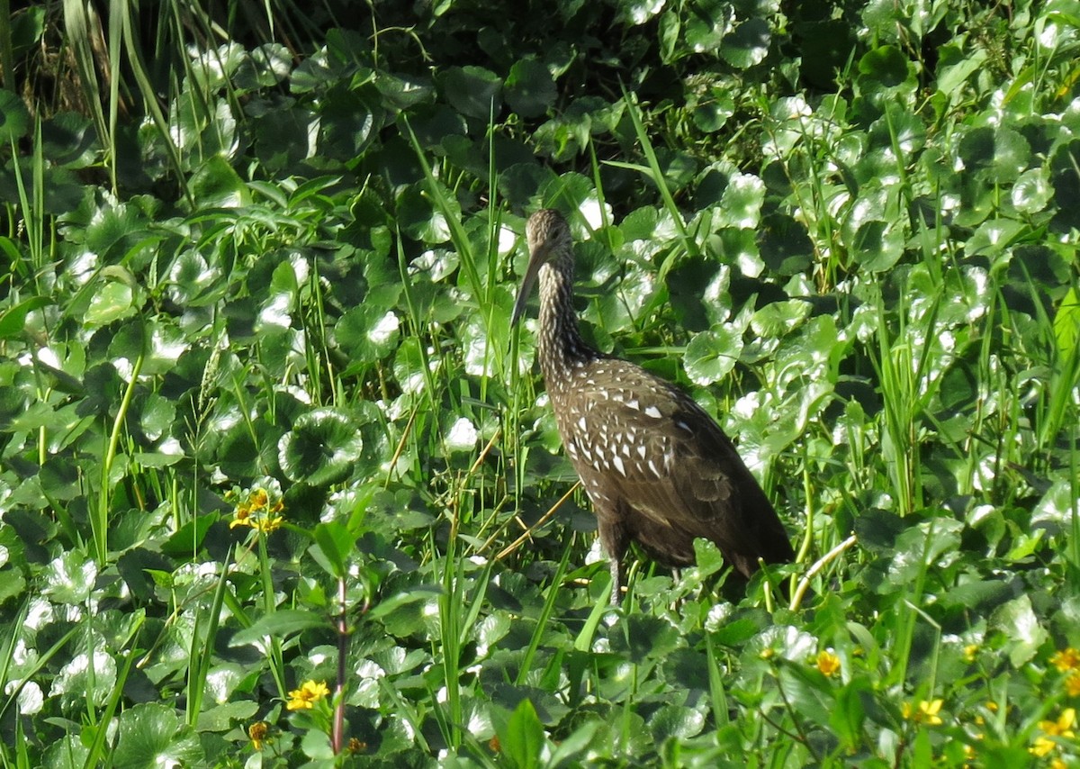 Limpkin - ML43750871