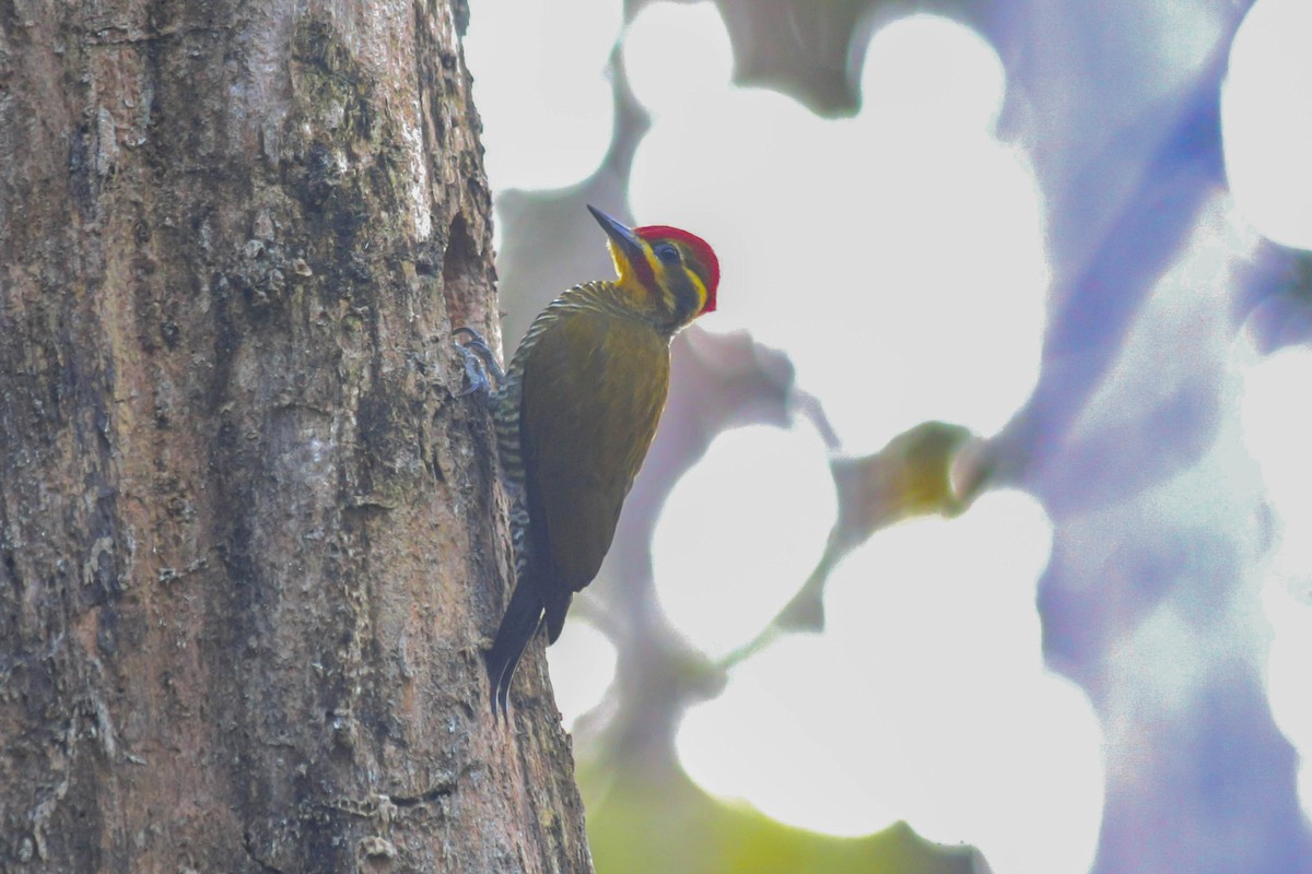 White-browed Woodpecker - ML437510331