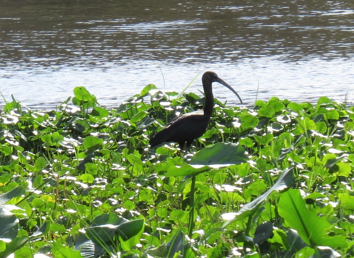 ibis hnědý - ML43751051