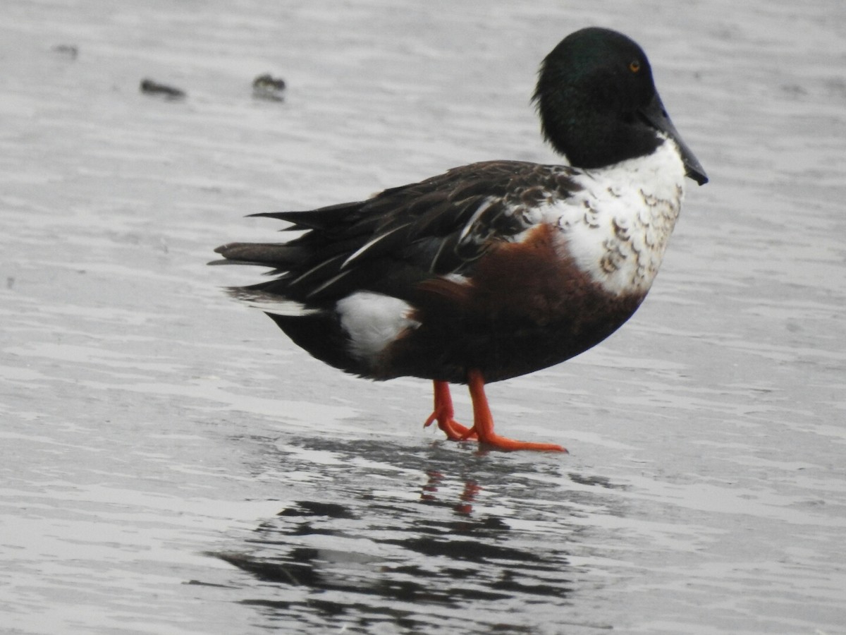 Northern Shoveler - ML43751321