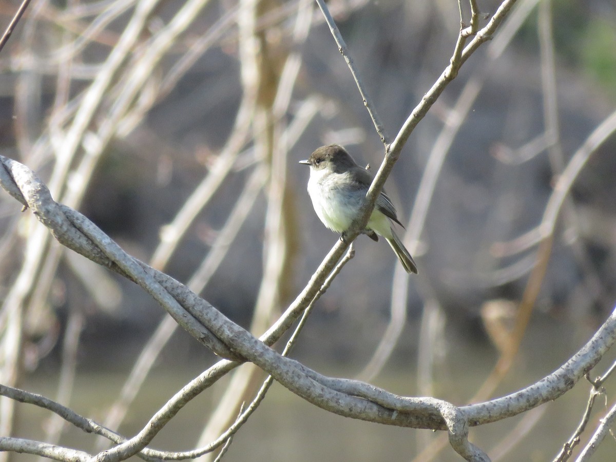 Eastern Phoebe - ML437513921