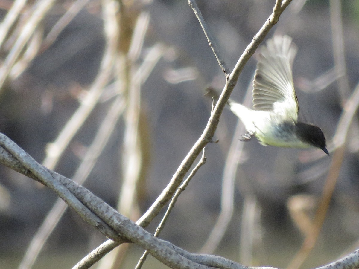 Eastern Phoebe - ML437514041