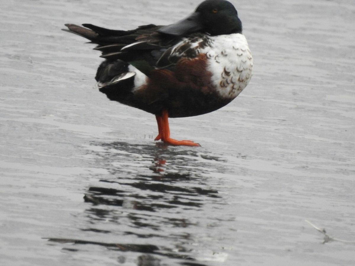 Northern Shoveler - ML43751441