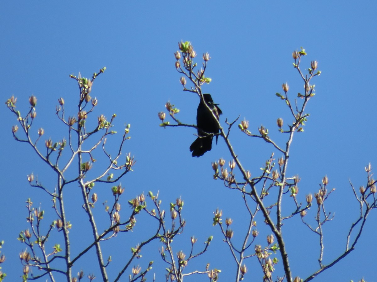 Common Grackle - ML437514631