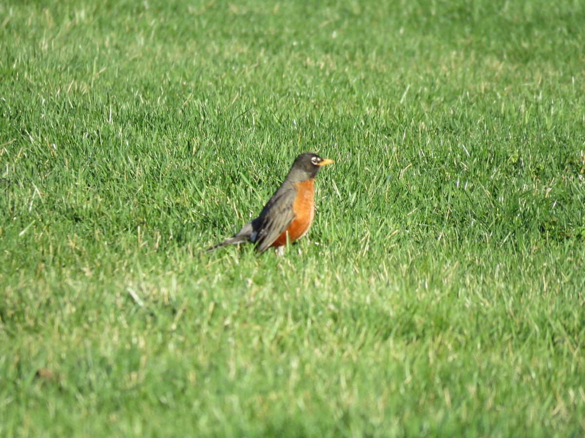 American Robin - ML437514821