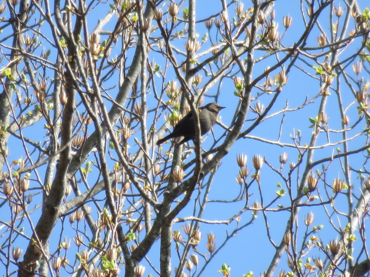 Red-winged Blackbird - ML437514861