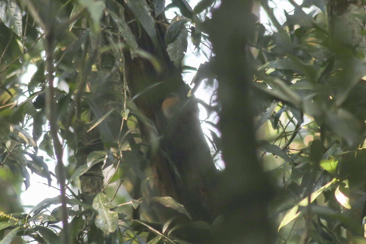 Rufous Gnateater - Philip Downey