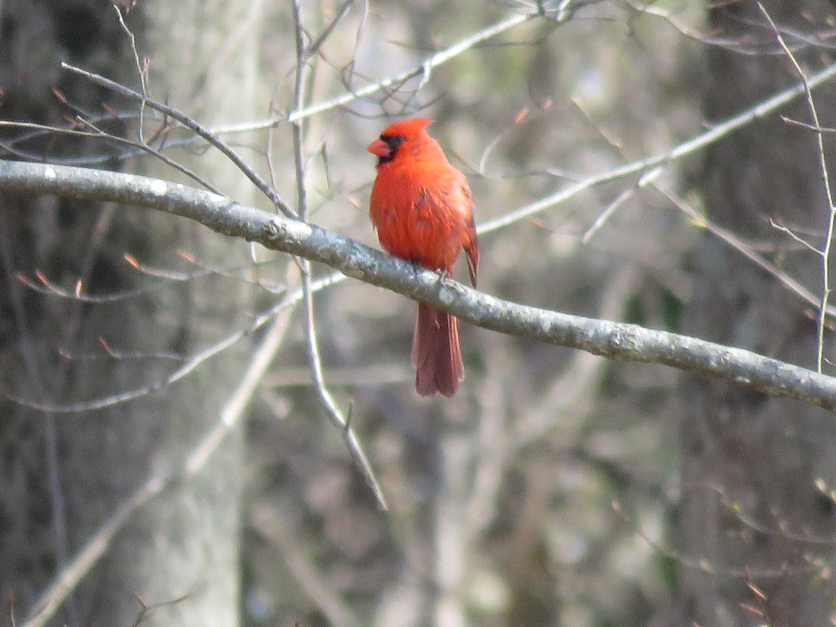 Northern Cardinal - ML437515701