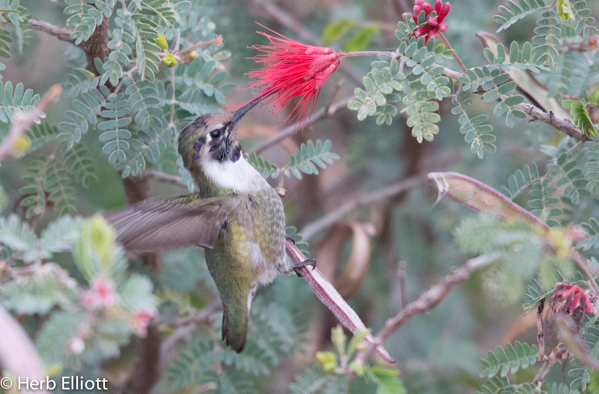 Costa's Hummingbird - ML43751611