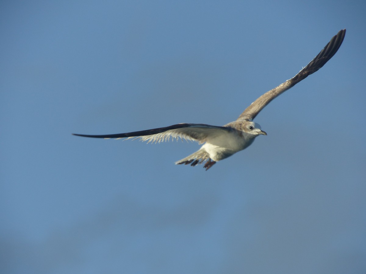 Sabine's Gull - ML43751641