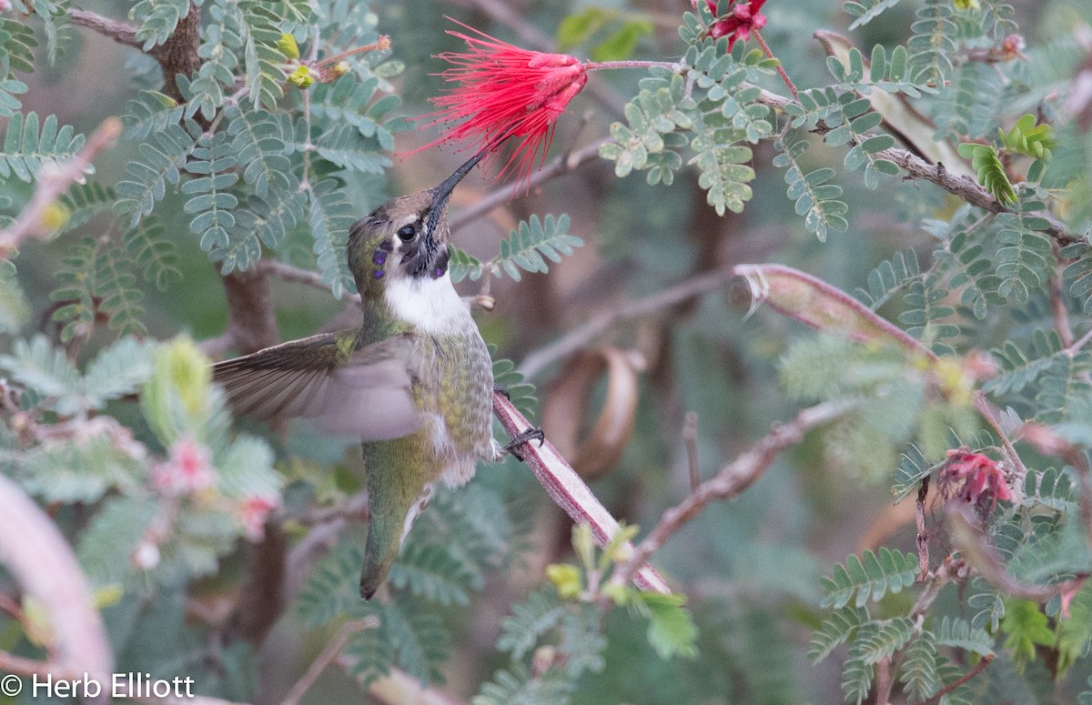 Colibrí de Costa - ML43751651