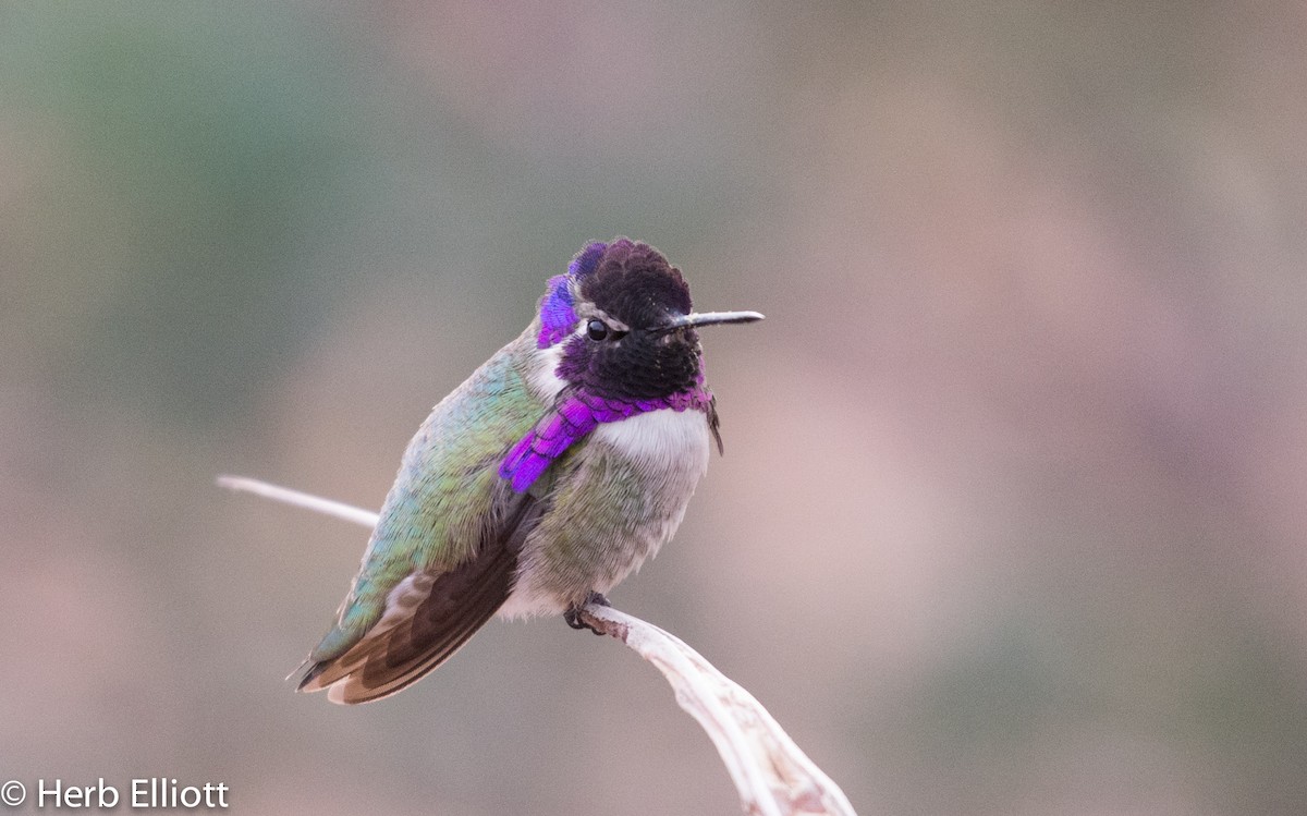 Costa's Hummingbird - Herb Elliott