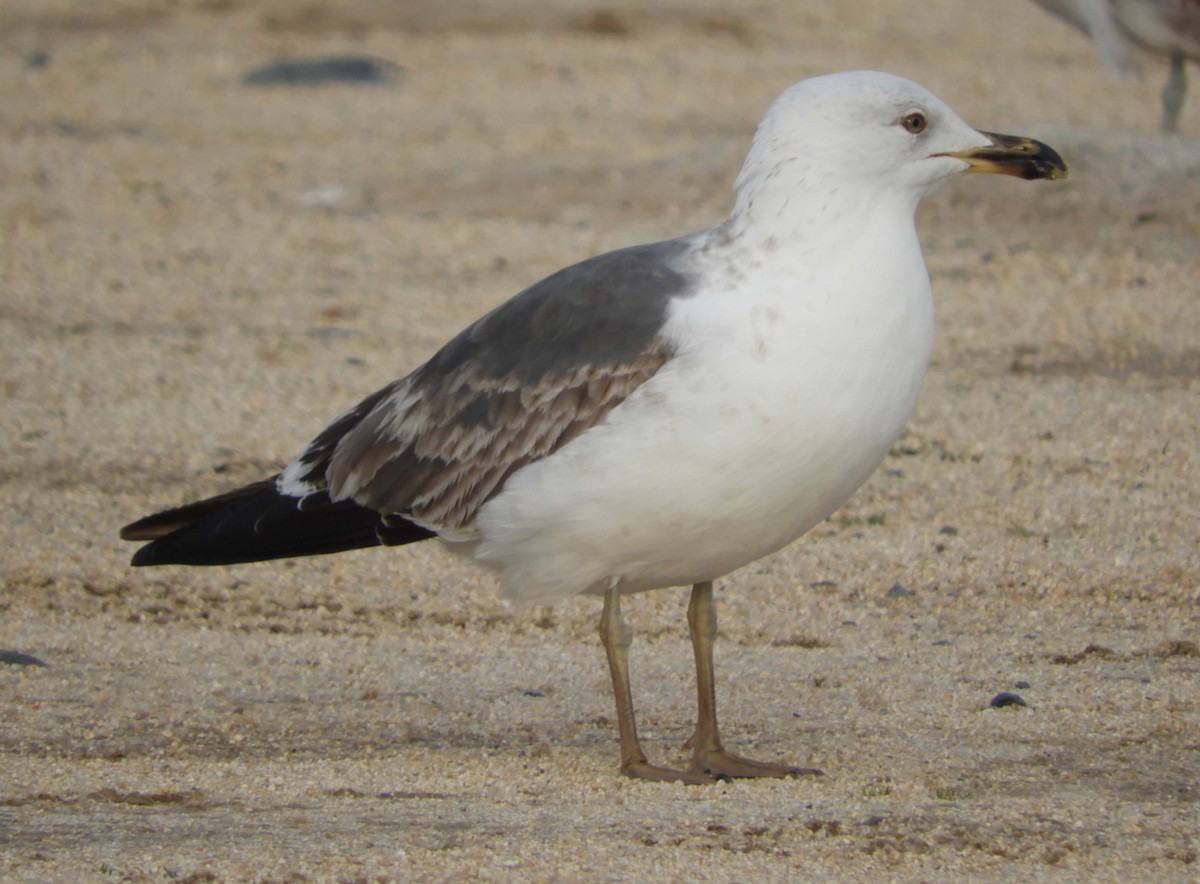 Lesser Black-backed Gull - ML437519481