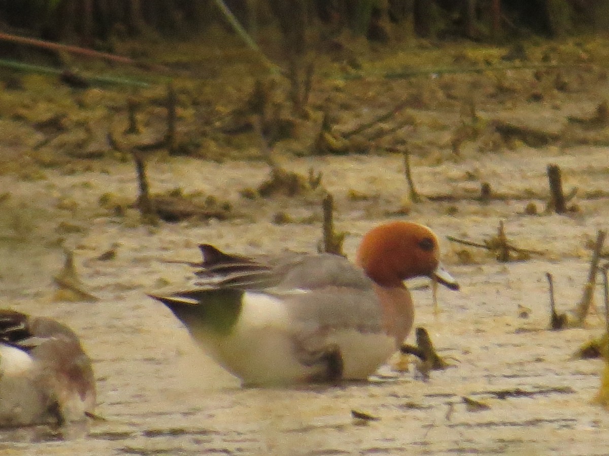 Eurasian Wigeon - ML437519531