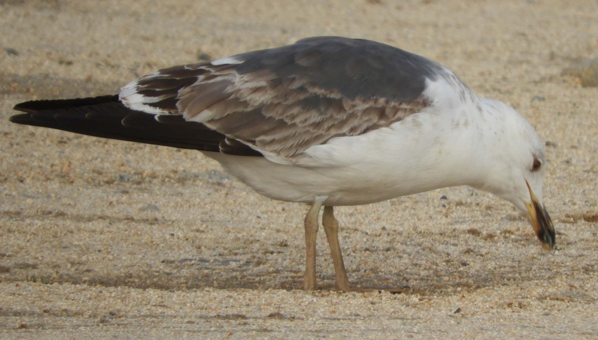 Lesser Black-backed Gull - ML437519581