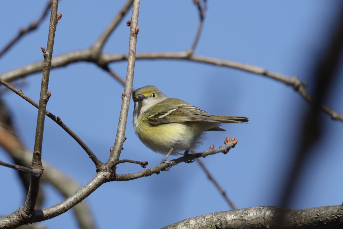 Vireo Ojiblanco - ML437519891